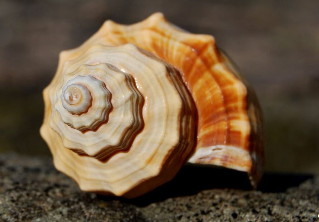 Fibonaccu Snail Shell